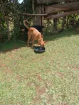 Female Mixed Breed German Shepherd, 1+ Year Old - 2