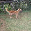 Female Mixed Breed German Shepherd, 1+ Year Old - 3