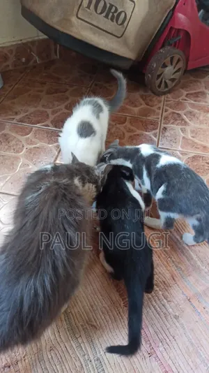 Male Mixed Breed Cat - 1-3 Months Old