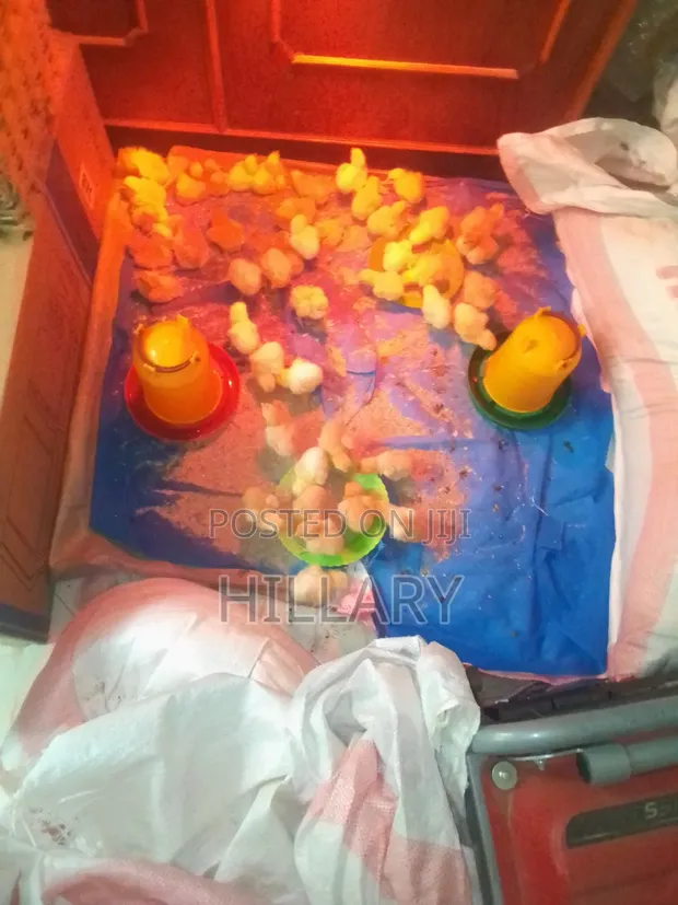 One Day Old Chicks - 1