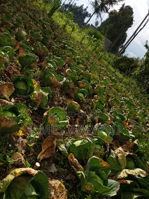 50x100 Plot for Sale in Njoro Town