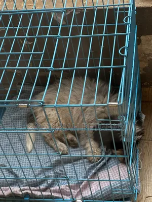 Collapsible Wire Pet Crate - Metallic Kennel Cage (S)