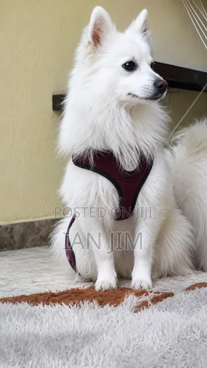 Male Mixed Breed Chihuahua, 6-12 Months