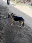 Female German Shepherd, 11 Months Old - 1