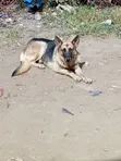 Female German Shepherd, 11 Months Old - 2