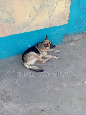 Female German Shepherd, 11 Months Old