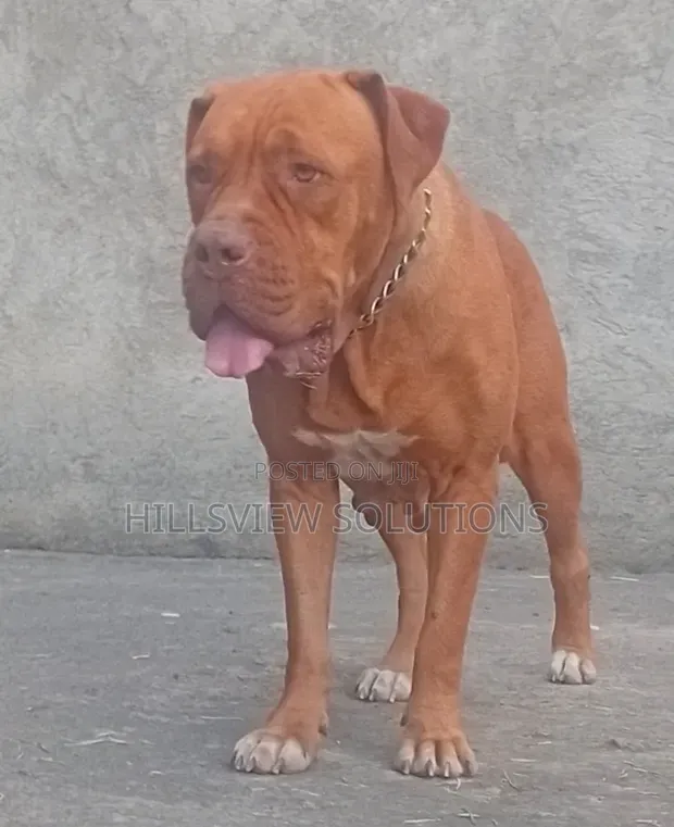 1+ Year Female Dogue de Bordeaux - Nakuru - 1