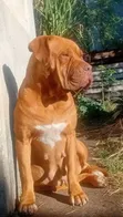 1+ Year Female Dogue de Bordeaux - Nakuru - 2