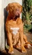 1+ Year Female Dogue de Bordeaux - Nakuru - 3