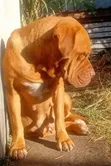 1+ Year Female Dogue de Bordeaux - Nakuru - 4