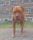 1+ Year Female Dogue de Bordeaux - Nakuru - 5