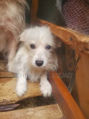 Female Japanese Spitz Puppy, 6-12 Months