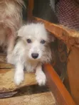 Female Japanese Spitz Puppy, 6-12 Months - 1