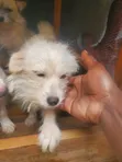 Female Japanese Spitz Puppy, 6-12 Months - 2