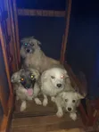 Female Japanese Spitz Puppy, 6-12 Months - 3