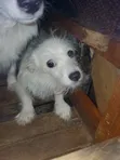 Female Japanese Spitz Puppy, 6-12 Months - 4