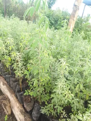 Tree Lucerne Seedlings (Tagasaste)