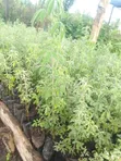 Tree Lucerne Seedlings (Tagasaste) - 1