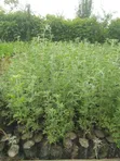 Tree Lucerne Seedlings (Tagasaste) - 2