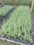 Tree Lucerne Seedlings (Tagasaste) - 3