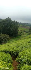 10 Acres Land for Sale in Limuru - 2