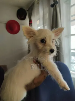 Female Japanese Spitz, 1+ Year Old