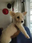 Female Japanese Spitz, 1+ Year Old - 1