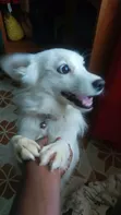 Female Japanese Spitz, 1+ Year Old - 2
