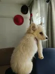 Female Japanese Spitz, 1+ Year Old - 3