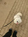 Female Japanese Spitz, 1+ Year Old - 4