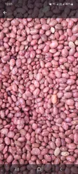 Red Cow Peas / Kunde - 2