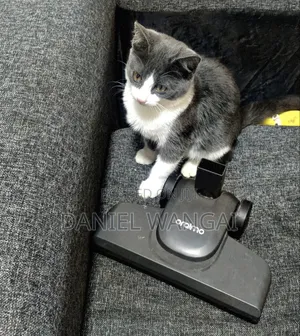 3-6 Month Female Mixed Breed Cat