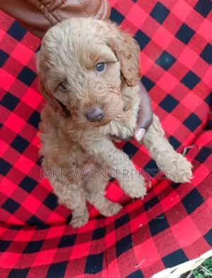Kinda wa Kike wa Cockapoo Safi (Miezi 1-3)