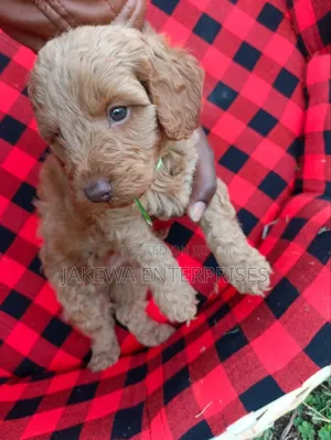 Male Purebred Cockapoo Puppy (1-3 Months)