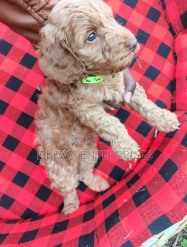 Female Purebred Cockapoo Puppy (1-3 Months) - 1