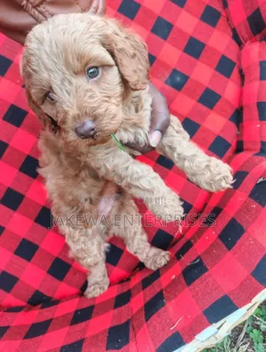 Male Purebred Cockapoo Puppy (1-3 Months)