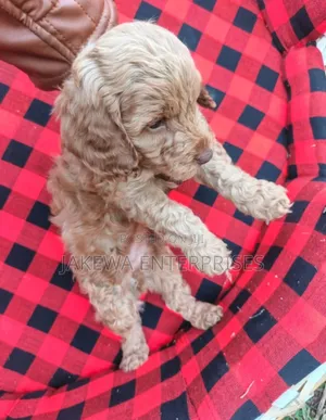 Female Purebred Cockapoo Puppy (1-3 Months)