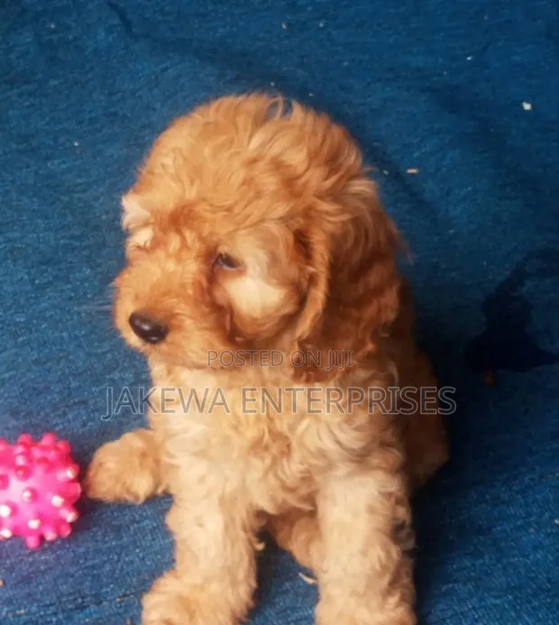 Male Purebred Cockapoo Puppy (1-3 Months) - 1