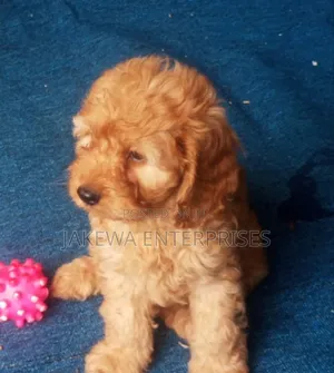 Male Purebred Cockapoo Puppy (1-3 Months)