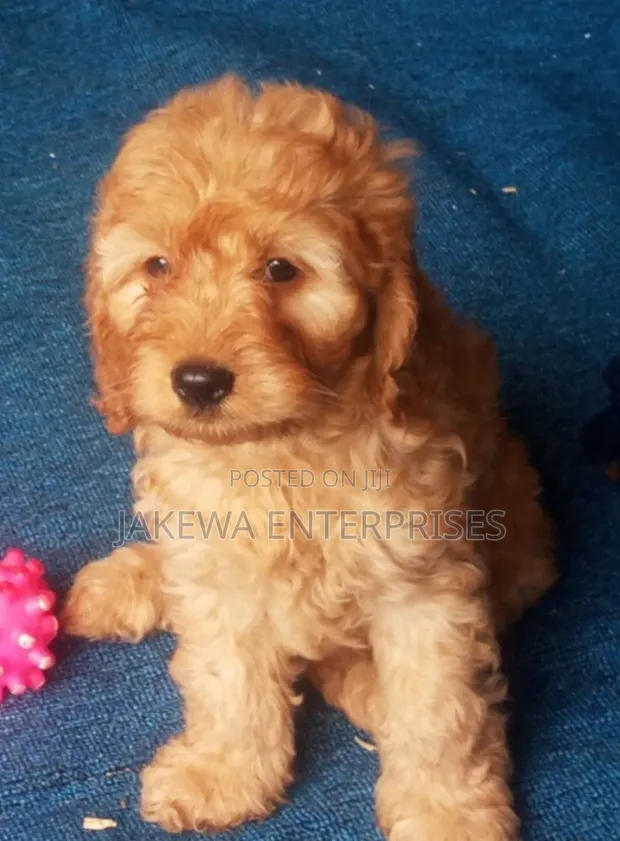 Female Purebred Cockapoo Puppy (1-3 Months) - 1