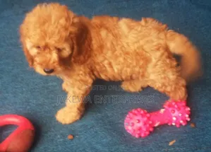 Male Purebred Cockapoo Puppy (1-3 Months)