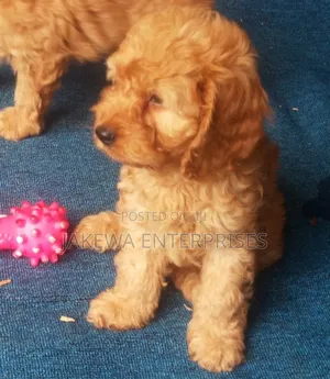 Female Purebred Cockapoo Puppy (1-3 Months)