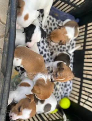 Mbwa Mwanamafu wa Jack Russell Mzalendo - Miezi 1-3