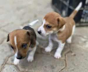 Mbwa Mchanga wa Kike wa Jack Russell Terrier Safi (Miezi 1-3)