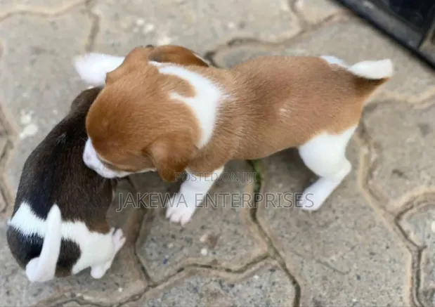Purebred Jack Russell Terrier Puppy - 1-3 Months - 1