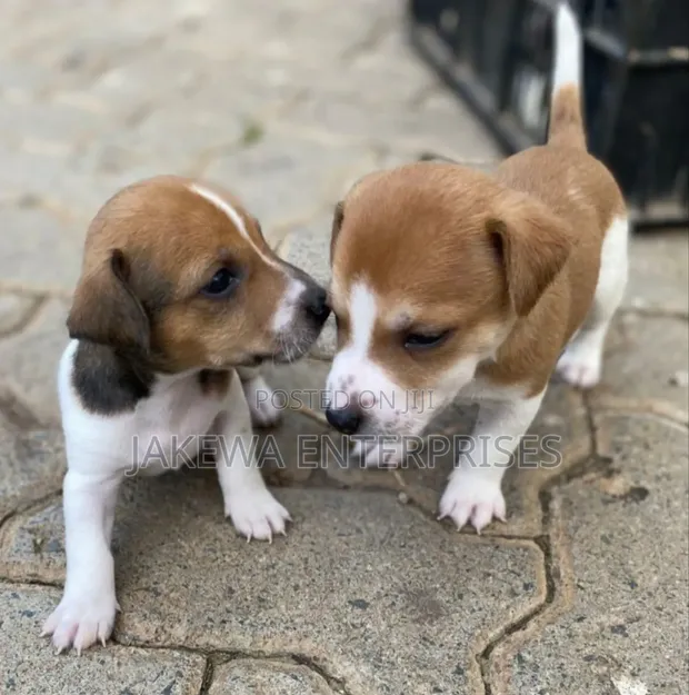 Kizimbani cha Jack Russell Terrier Safi - Miezi 1-3 - 1