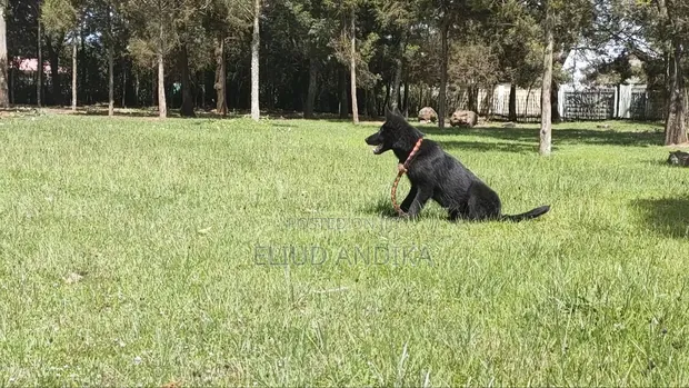 Mafunzo ya Mbwa na Ujamii wa Wanyama - 1