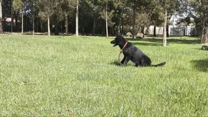 Mafunzo ya Mbwa na Ujamii wa Wanyama