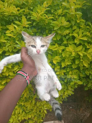 Male British Shorthair Kitten (1-3 Months)