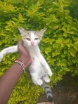 Male British Shorthair Kitten (1-3 Months) - 1